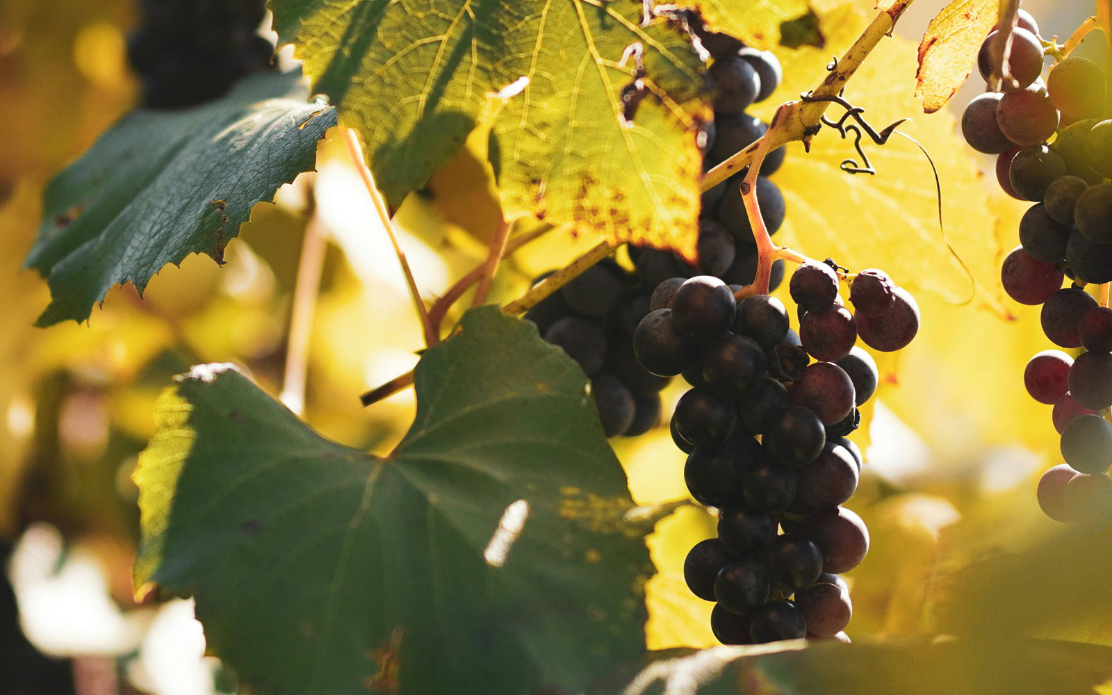 Wonderful wine stories